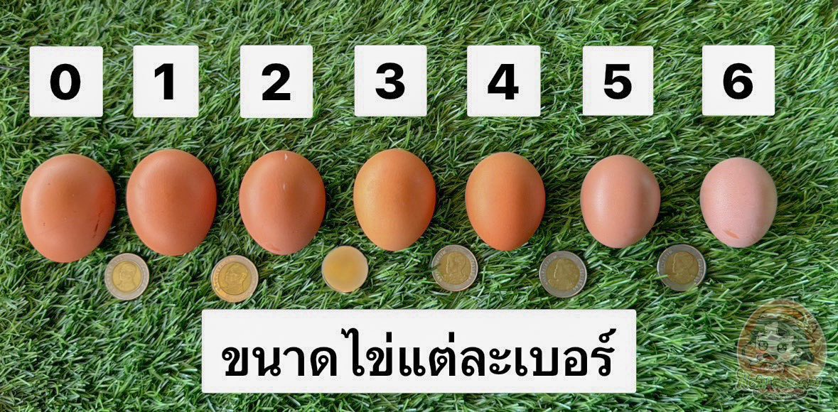 ขนาดไข่ไก่สำหรับแก้บน